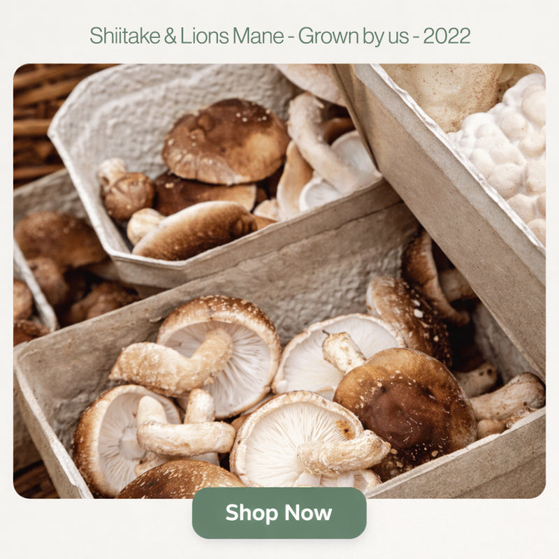Fresh Shiitake and Lion's Mane fruiting bodies grown by Tiny Fungi in 2022.